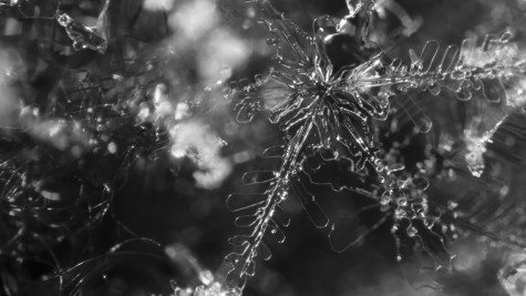 “Winter in Poems”