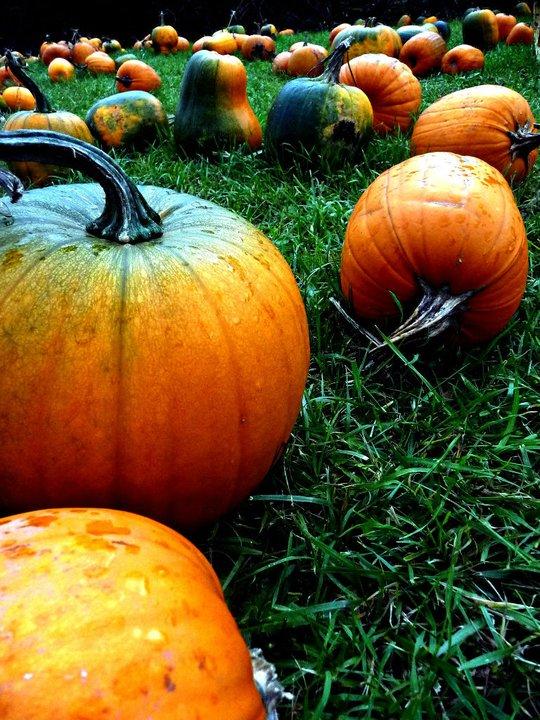 As Fall Comes Along, So Do Haunted Houses and Pumpkin Patches