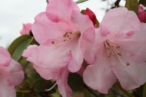 Spring Photo Gallery