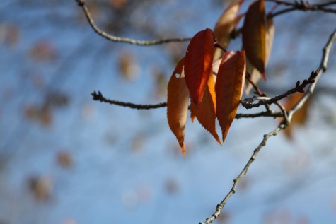 Warm Colors of Fall on Campus