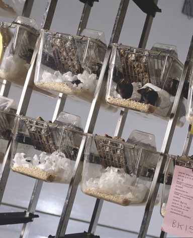 Animal Testing: The Cruel and Outdated Practice