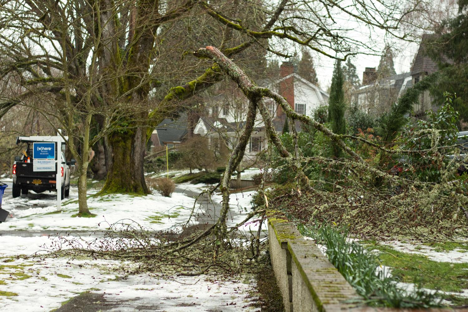 Portland+Ice+Storm+Topples+Trees+and+Powerlines%2C+Causing+Mass+Power+Outages+for+La+Salle+Students
