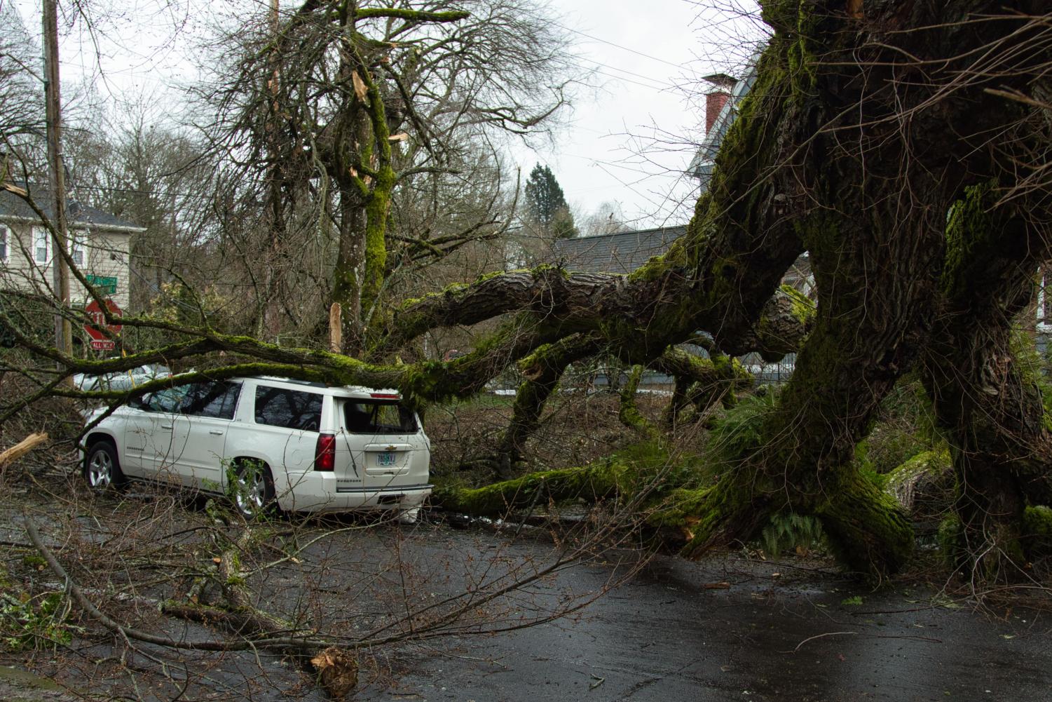 Portland+Ice+Storm+Topples+Trees+and+Powerlines%2C+Causing+Mass+Power+Outages+for+La+Salle+Students