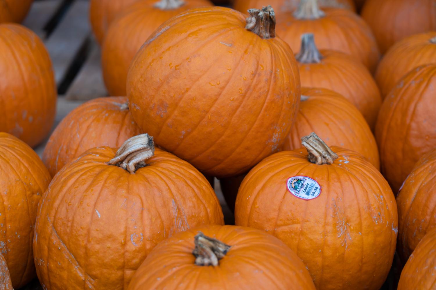 do-high-school-students-still-trick-or-treat-the-la-salle-falconer