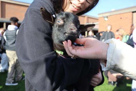 To bring some joy back into the stressed student body during finals week, Ms. Adriana Noesi and her leadership class orchestrated bringing eight baby goats to campus. 