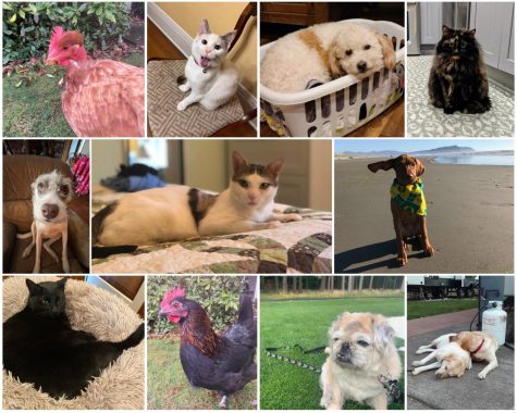 La Salle has a wide variety of pets ranging from dogs to cats to chickens.