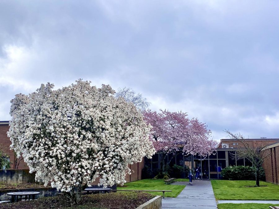 Signs of spring are starting to appear around La Salles campus, with these flowers blossoming in the academic courtyard.