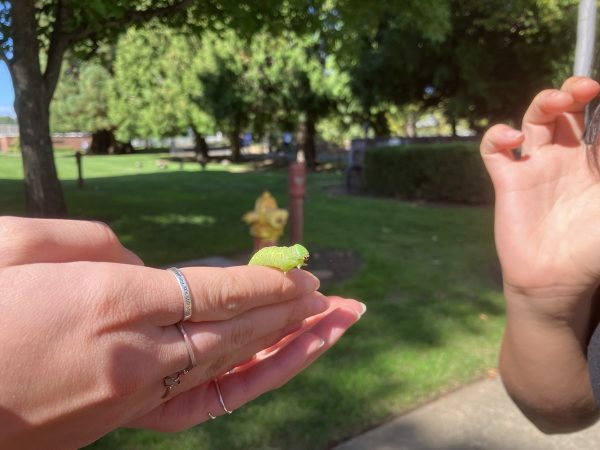 Students in Mr. Macs religion class found a bright, green caterpillar while on a mindfulness walk. 