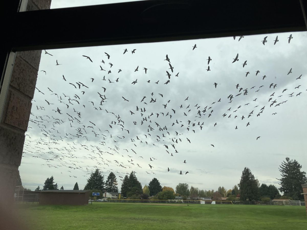 Birds migrate above the baseball fields, creating a pretty pattern in the sky.