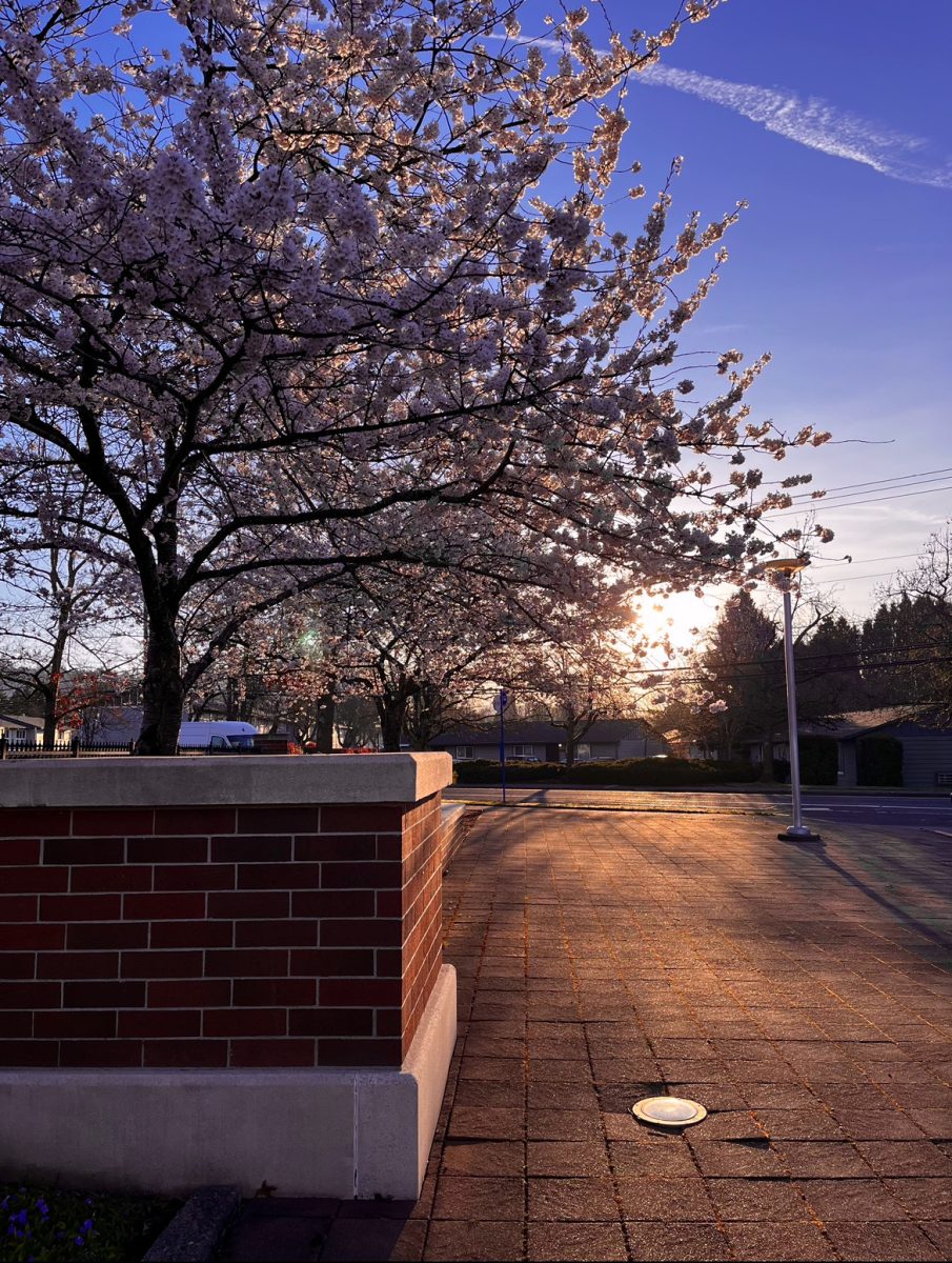 Cherry Blossom trees in the front of the school. 