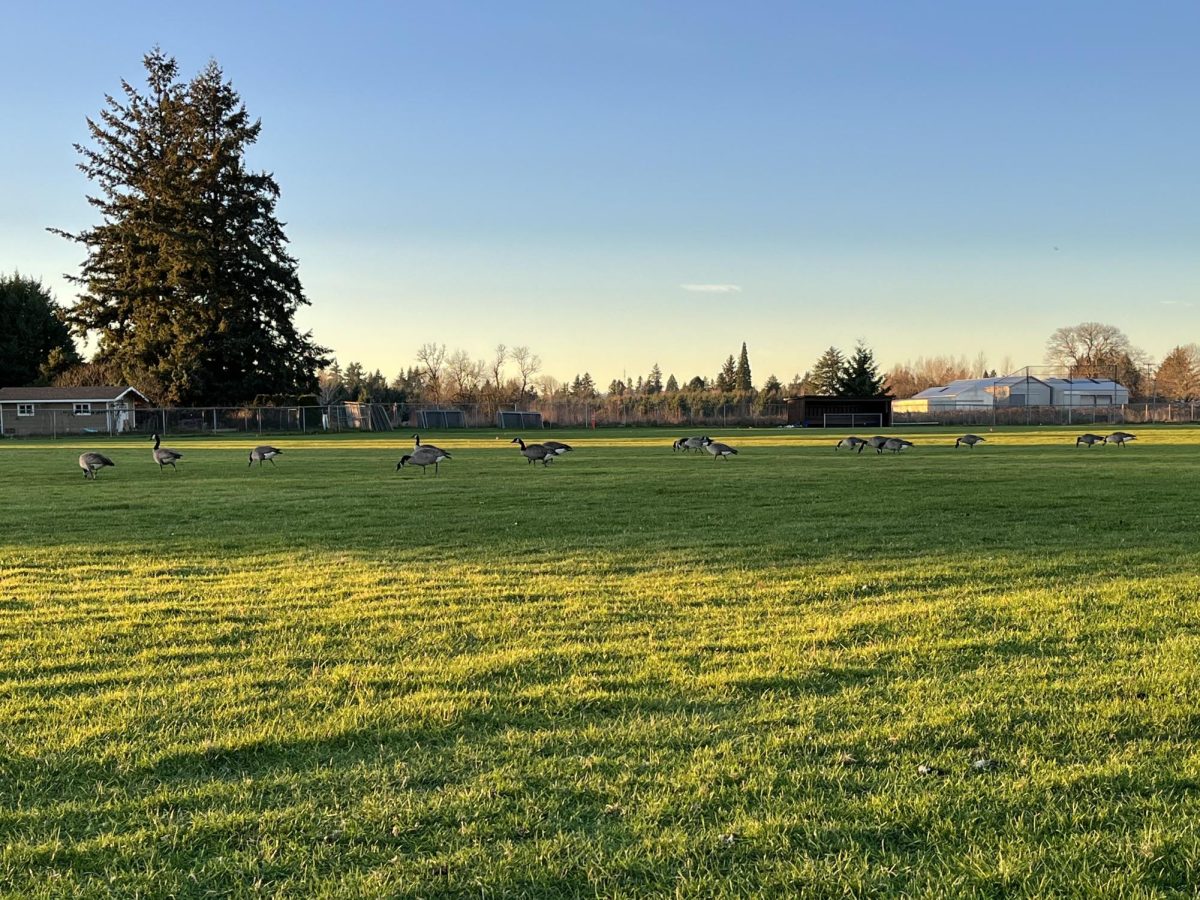 A flock of geese were on the La Salle baseball field on Jan. 8.