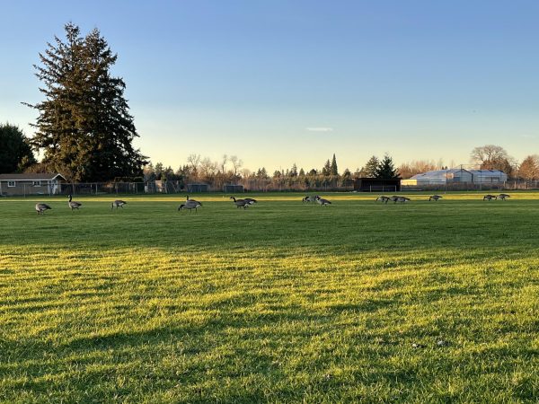 A flock of geese were on the La Salle baseball field on Jan. 8.