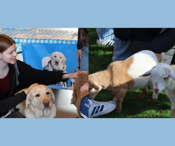 Therapy Animals Soothe Stressed Students During Finals