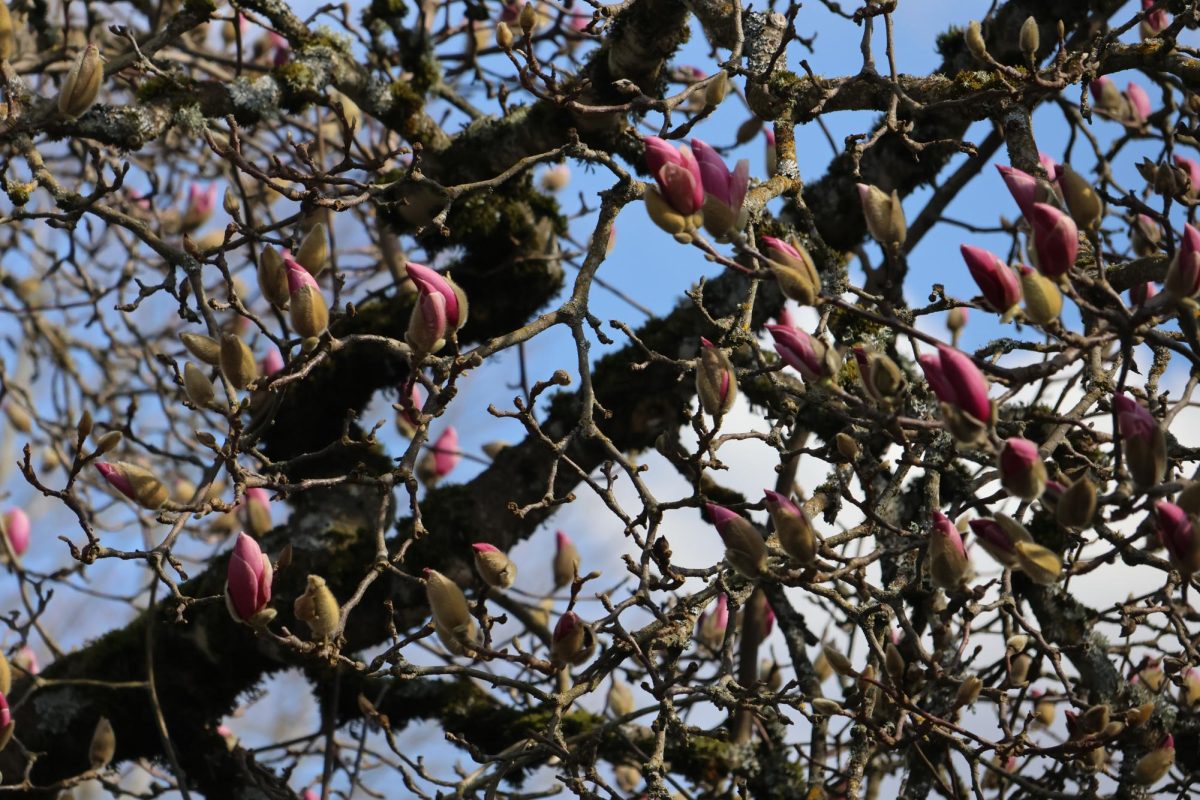 Blossoms are blooming into beautiful colors all throughout La Salle’s courtyard.