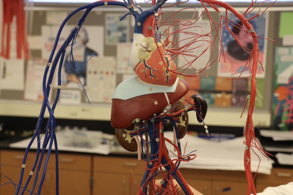 “So once they finish the surgery, they tie up all the literal holes that they're putting in different parts of the heart, and they take them off of the cardioplegia and start to warm the heart back up and bring them back to life. And you get to see the heart slowly resuscitate,” Anatomy & Physiology teacher Mr. Ryan Kain said. “That's in that bank of things we just never forget.”