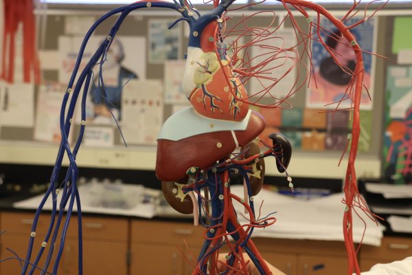 “So once they finish the surgery, they tie up all the literal holes that they're putting in different parts of the heart, and they take them off of the cardioplegia and start to warm the heart back up and bring them back to life. And you get to see the heart slowly resuscitate,” Anatomy & Physiology teacher Mr. Ryan Kain said. “That's in that bank of things we just never forget.”