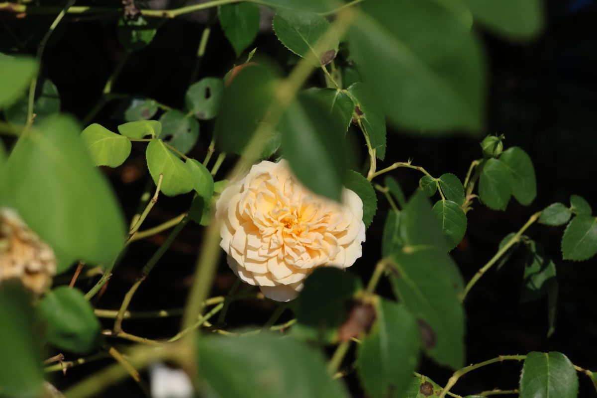 The beautiful flowers that have bloomed in courtyard bring a vibrant sense of life to campus.