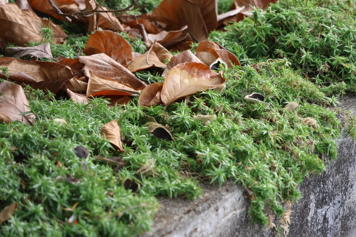 The leaves sprawled across the greenery within La Salle’s courtyard.