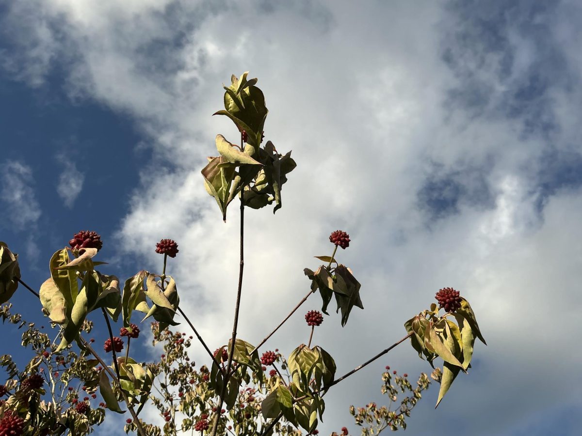 Leaves and fruits rustle on a windy Wednesday afternoon outside of the Innovation and Design Center.