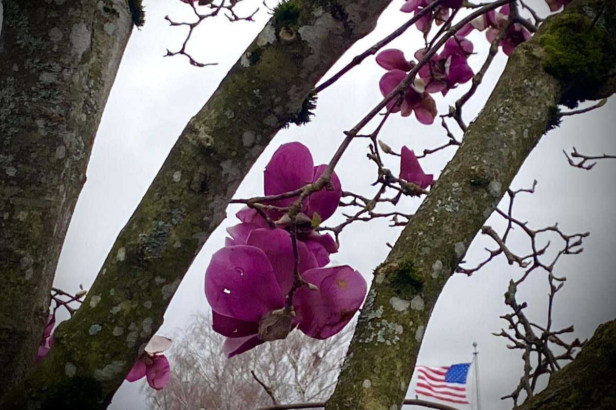 Spring blossoms in the La Salle courtyard are accompanied by the American flag on Friday, March 13.