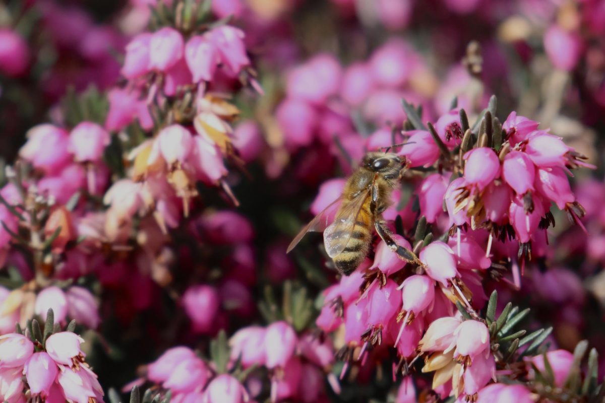 A bee pollinates a bright pink plant in the cafeteria courtyard.